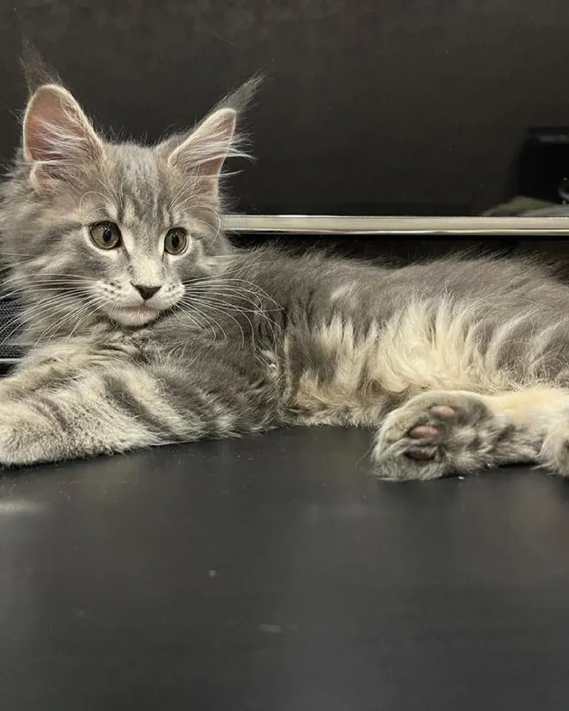 Kotik, a silver tabby Maine Coon boy kitten, stretched out along a dark tabletop