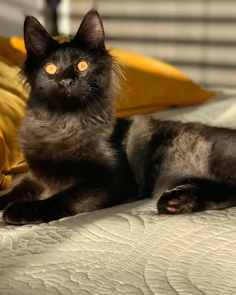 Sherkhan, a black smoke Maine Coon girl kitten, lounging on a quilted bed in the afternoon sun