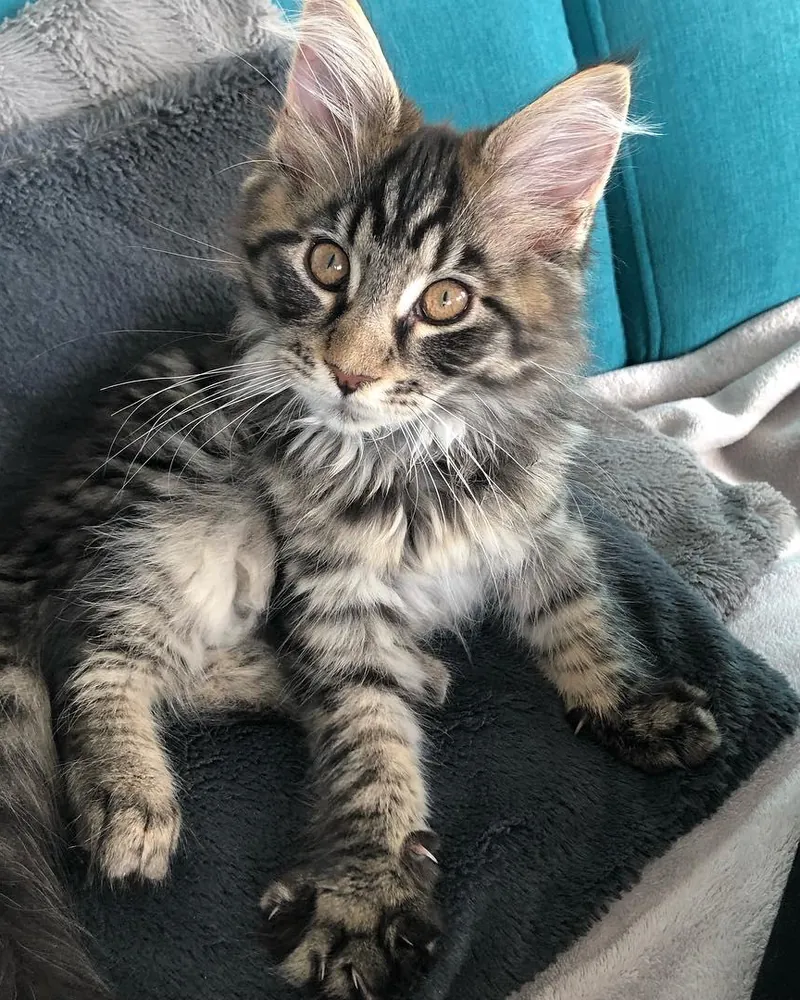 Tosia, a brown tabby Maine Coon girl kitten, curled on a gray blanket on a teal sofa