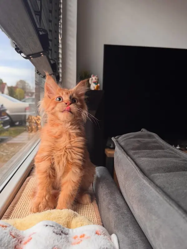 A red Maine Coon kitten from Cass Coon Cats settling into its new home