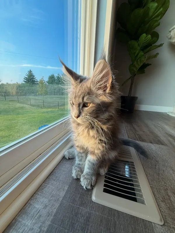 Teddy, a blue tabby Maine Coon, by a sunny window in his new home