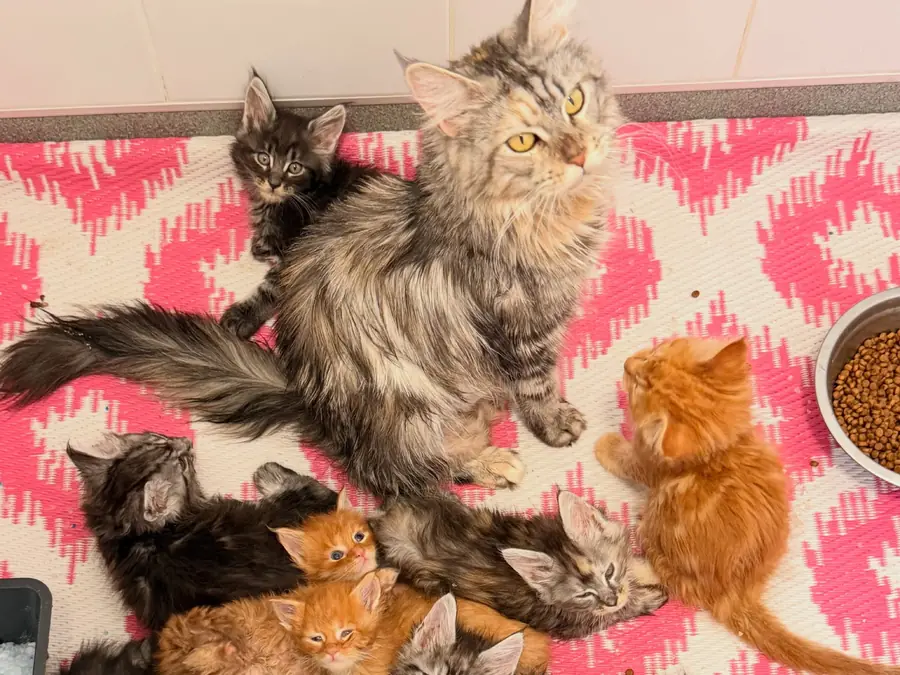 A silver tabby Maine Coon mother with her litter of red, black and smoke kittens on a pink blanket at home