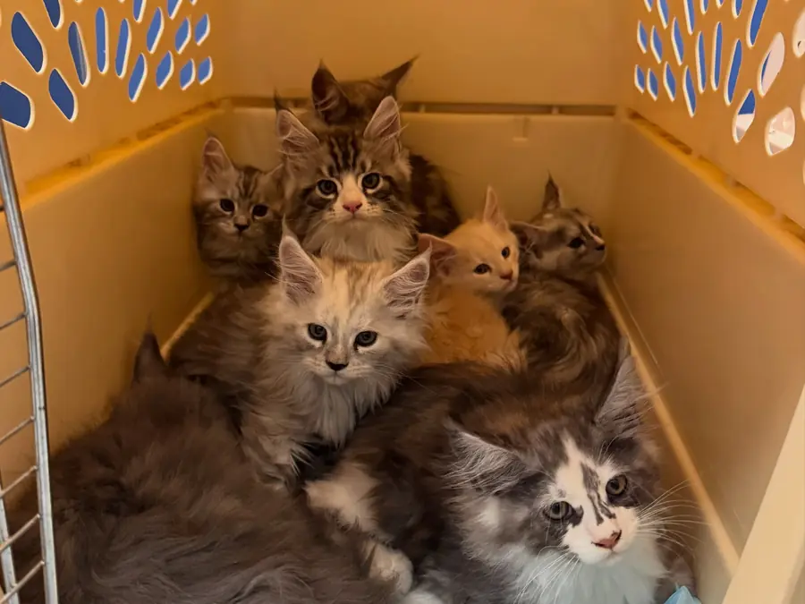 A carrier full of Maine Coon kittens waiting for their vet visit